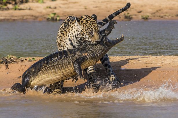 Jaguar-attacks-a-Yacare-Caiman-2252805